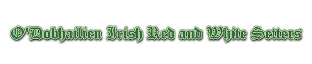 O'Dobhailien Irish Red and White Setters
